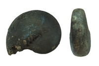 Cladiscites angustus